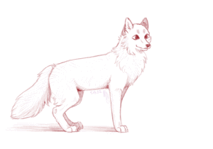 Ref-Sketch---Fox